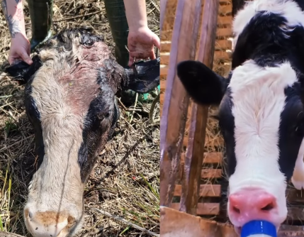Madrugada de horror na Udesc: vaca prenhe decapitada abala campus em Lages