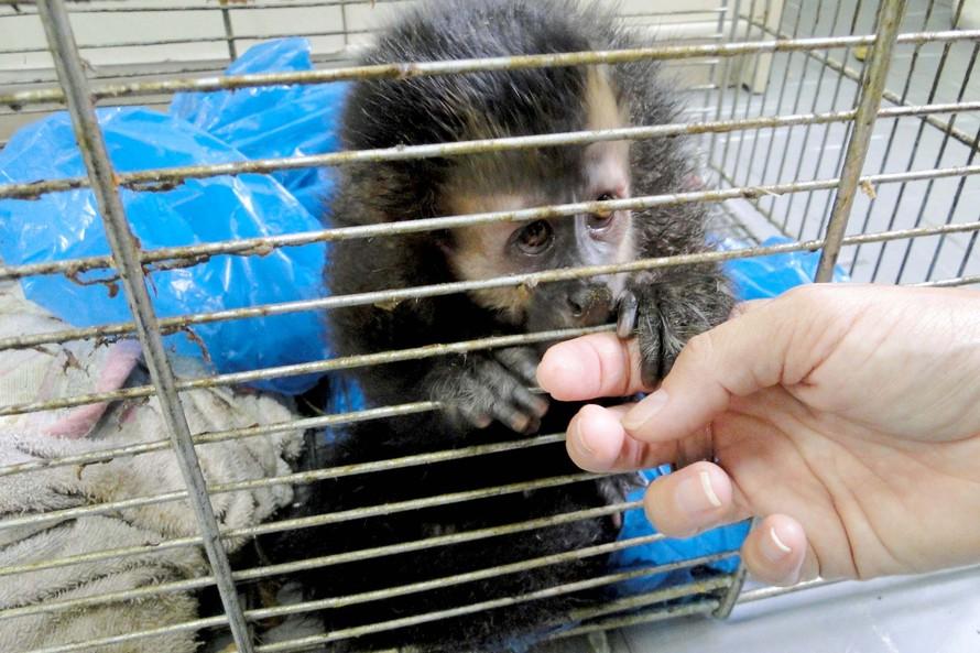 Programa do RS para adoção de animais silvestres é suspenso temporariamente