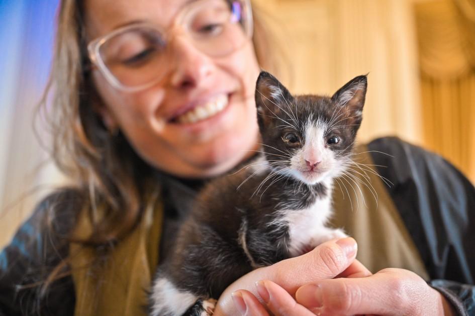 RS propõe criação de fundo específico para ações voltadas ao bem-estar de animais domésticos