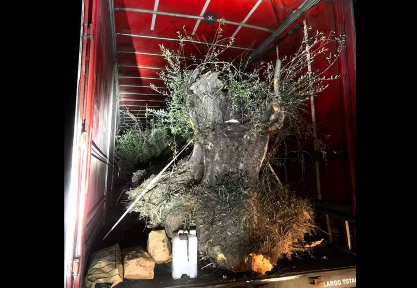 Caminhão com oliveiras contrabandeadas é apreendido em Santa Catarina