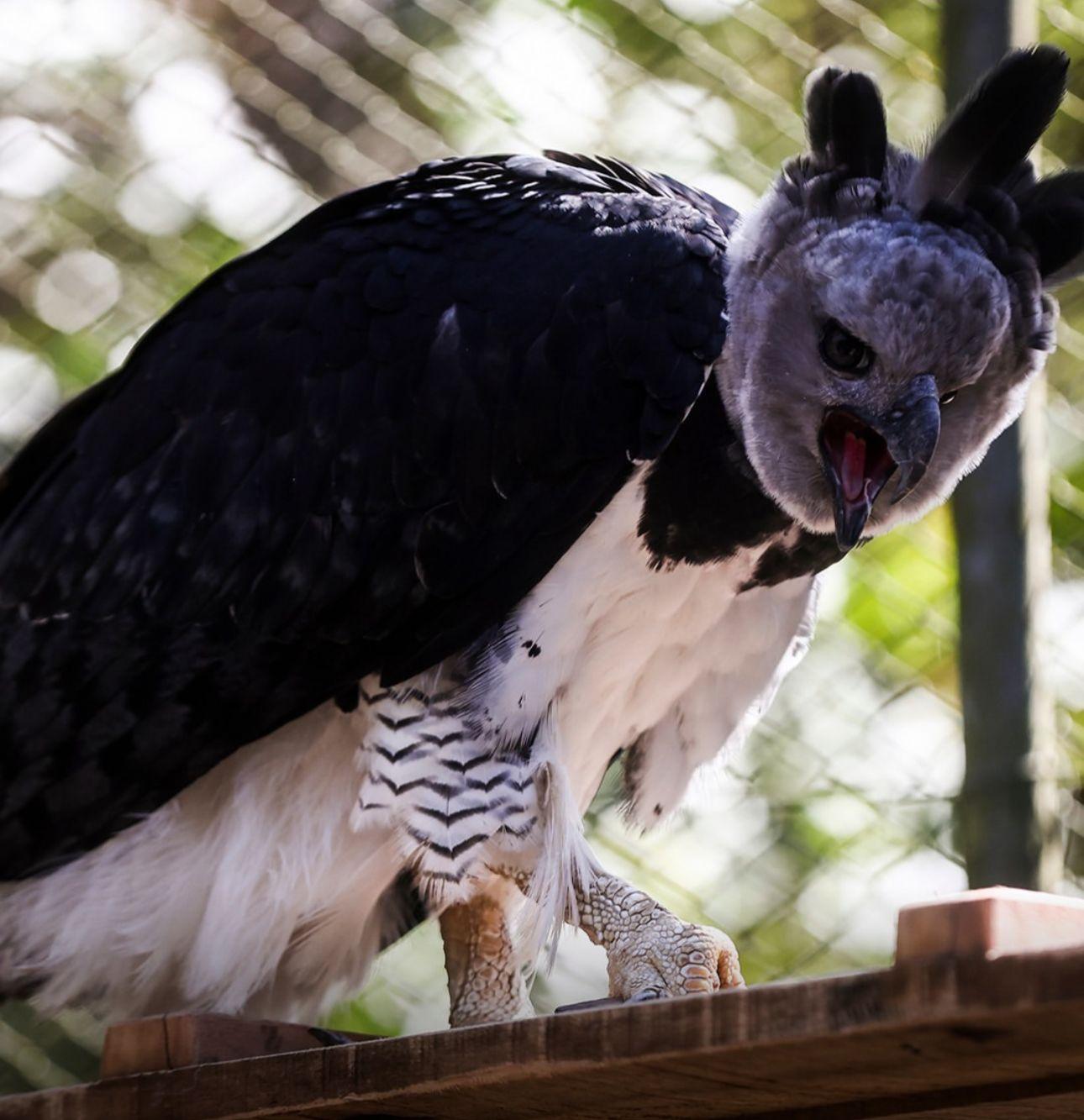 Harpia vira nova atração do Zoológico de Sapucaia do Sul
