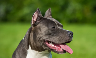 Santa Catarina proíbe criação e comercialização de pit bulls