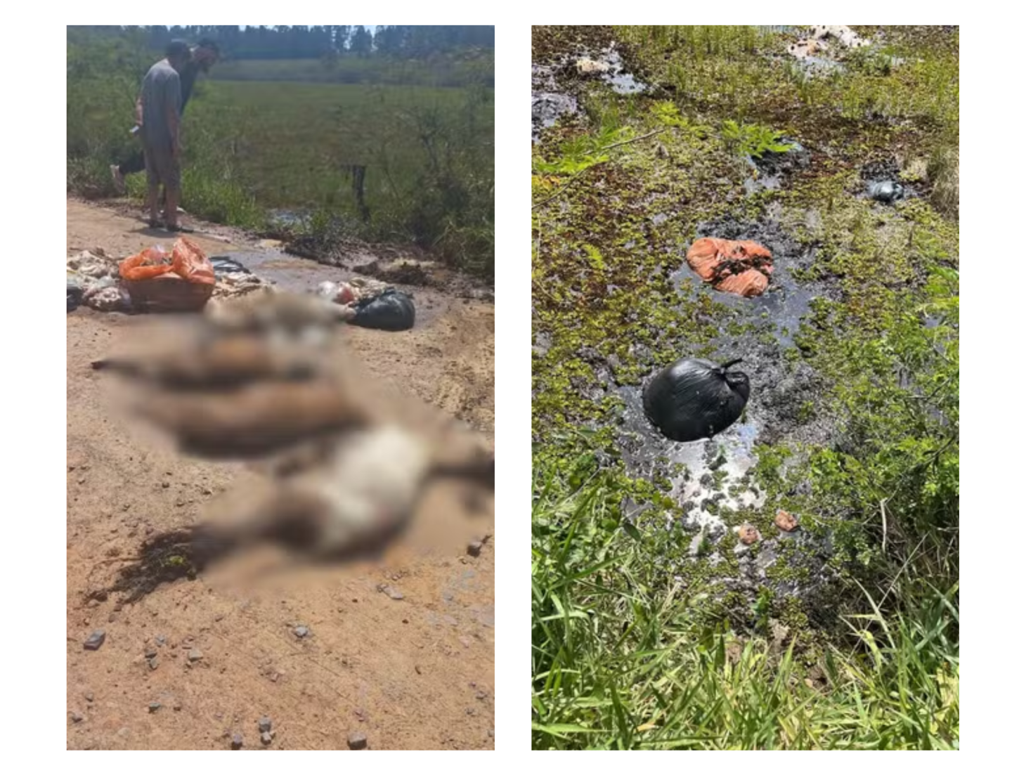 Mais de 130 animais são encontrados descartados irregularmente em Nova Santa Rita