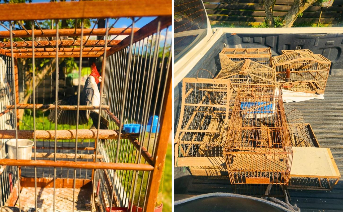 Fiscalização identifica criação irregular de aves silvestres em Eldorado do Sul