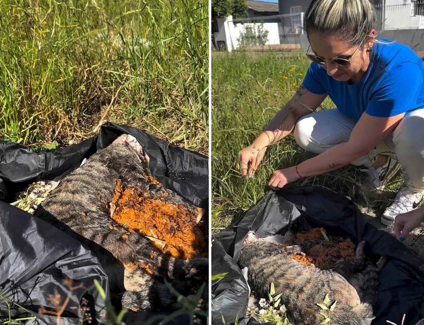 Gato é encontrado morto em ritual no bairro Santa Rita e caso será levado à Polícia Civil
