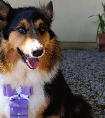 Preso advogado de 70 anos investigado pela morte da cadela Meg, baleada no pátio de tutores em Arvorezinha