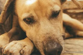 Santos aprova multa de até R$ 10 mil para quem deixar cães ou gatos sozinhos por mais de 36 horas