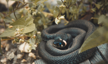 Turista de Vitória da Conquista amputa perna e entra em coma após ataque de cobra em cachoeira no Sul da Bahia