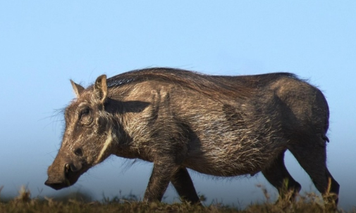 Avanço do javali atinge 90% das unidades de conservação e especialistas pedem reforço no controle