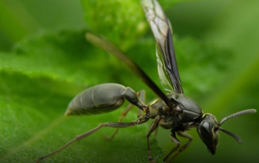 Cientistas da UnB isolam molécula do veneno de marimbondo que preserva neurônios