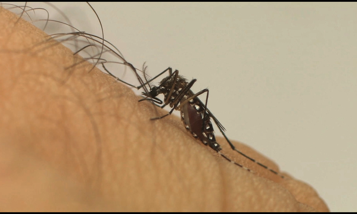 Dengue apresenta redução de casos no começo de 2026 no Rio Grande do Sul