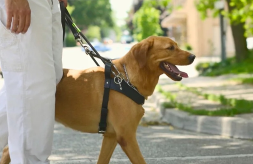 Nova lei proíbe recusa de corridas a pessoas com cães de assistência em São Paulo