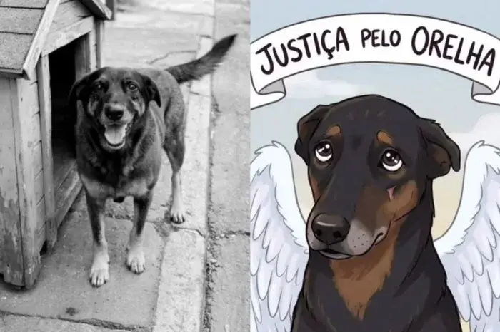 Polícia de SC indicia três adultos por suspeita de coação de testemunha em investigação sobre morte de cão comunitário