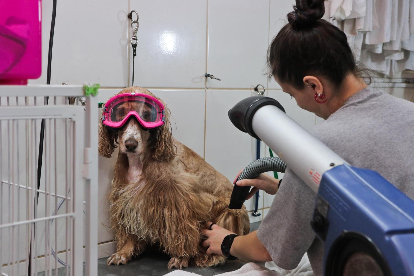 A partir de domingo, todos os banhos e tosas em pet shops deverão ser filmados na Capital