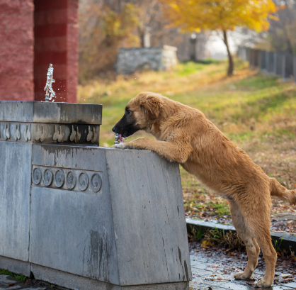 “Agora é lei”: RJ passa a exigir bebedouros para animais em espaços públicos