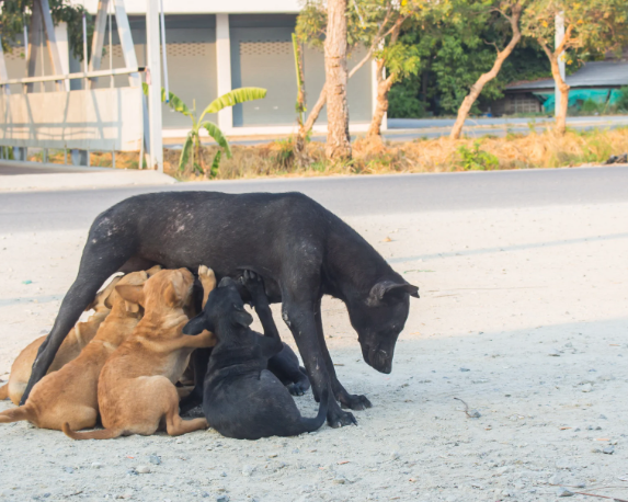 Marrocos é alvo de críticas por suposta campanha de extermínio de cães antes da Copa de 2030
