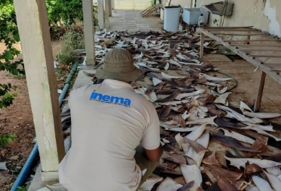 Polícia Federal apreende 1,5 tonelada de barbatanas de tubarão no norte da Bahia