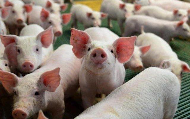 Tecnologia transforma cocô e xixi de porcos em água potável para reaproveitamento