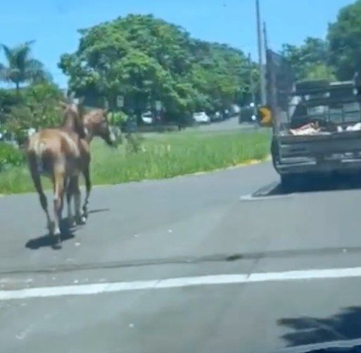 Homem é multado em R$ 6 mil por maus-tratos após puxar cavalos pelo pescoço em SP