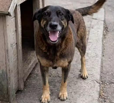 Laudo da exumação do cão Orelha descarta fraturas por ação humana