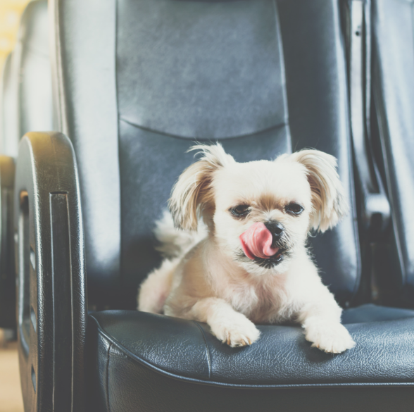 Senado aprova “Lei Joca”, que permite pets de até 50 kg na cabine de aviões