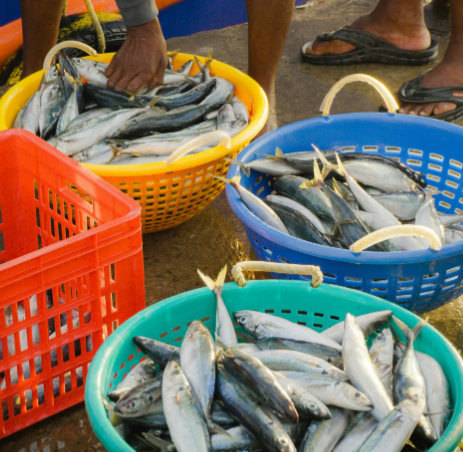 Barra do Ribeiro se destaca com ações na educação e sucesso da Feira do Peixe Vivo em abril