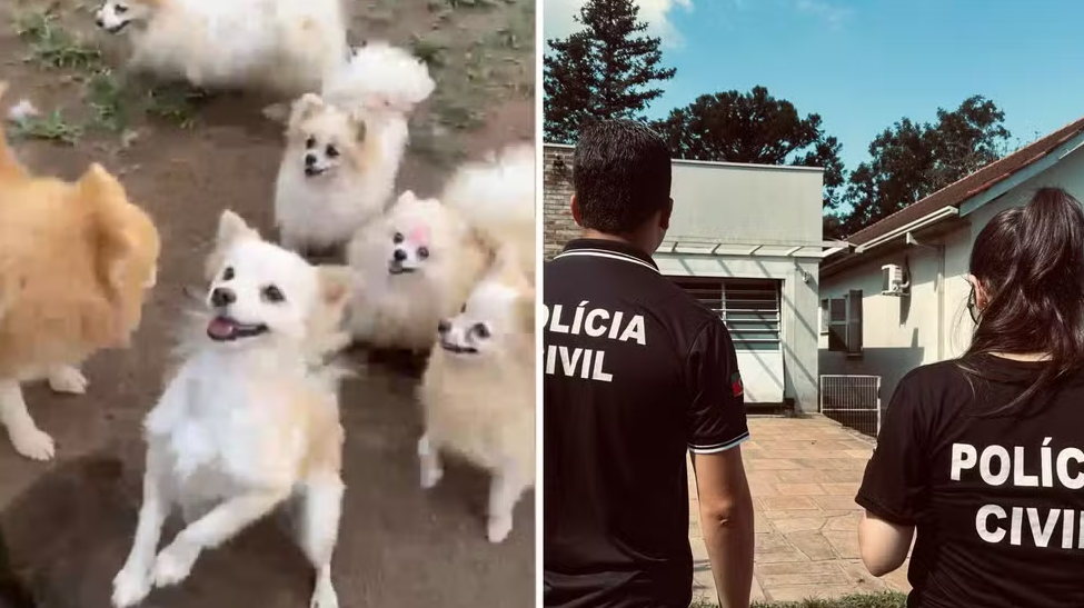 Canil com cerca de 220 animais é interditado em Dois Irmãos e duas pessoas são presas em flagrante