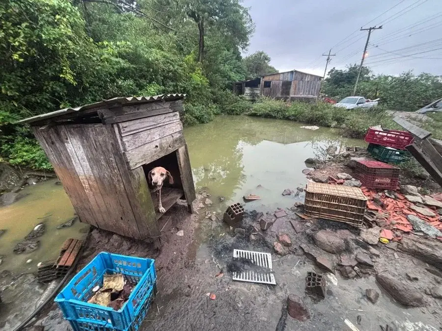 Polícia Ambiental resgata mais de 30 animais em fiscalizações no Litoral Norte do RS