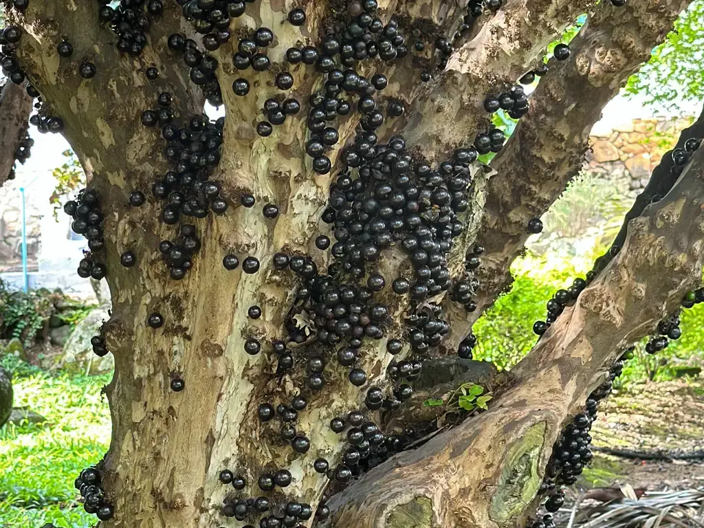 Ranking internacional inclui três frutas brasileiras entre as 100 mais avaliadas do mundo