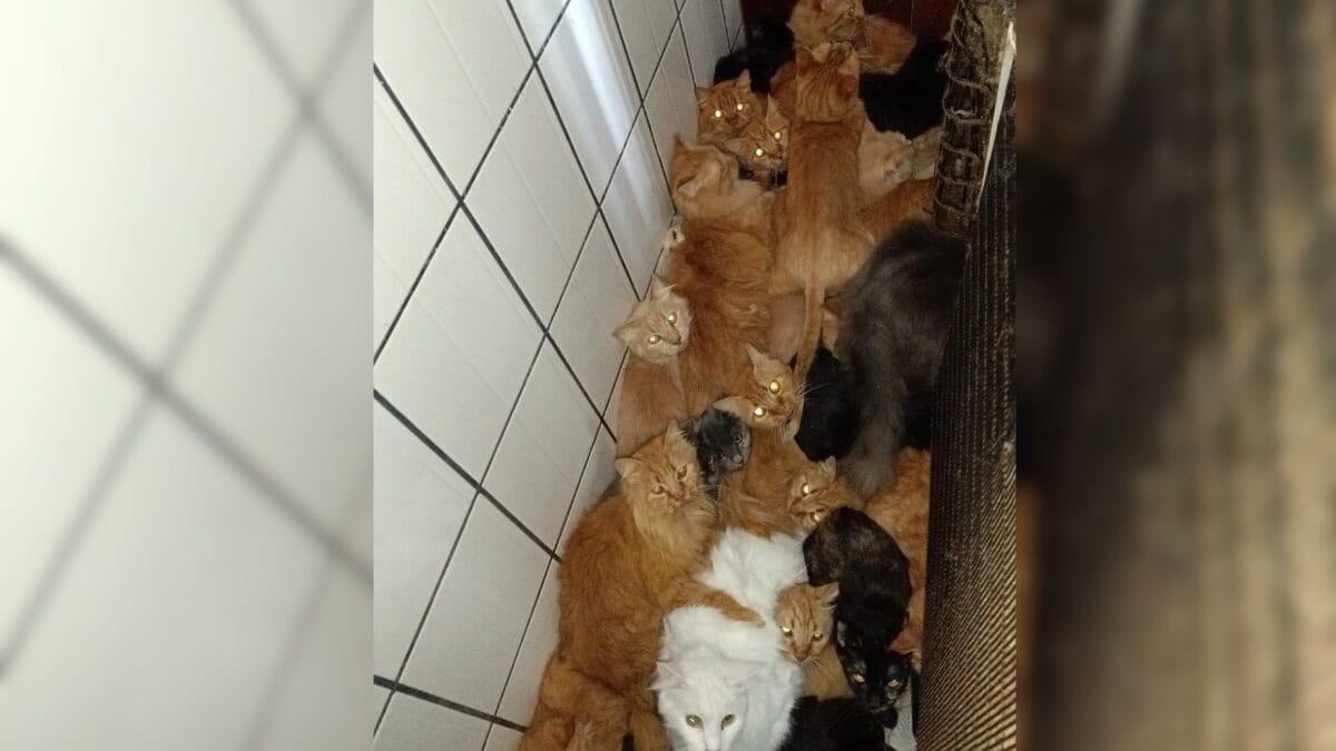 Mais de 400 gatos são encontrados em situação de maus-tratos dentro de apartamento em SC