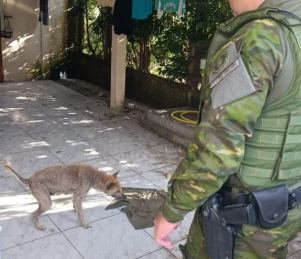 RS: homem é preso por maus-tratos contra cachorro em Torres