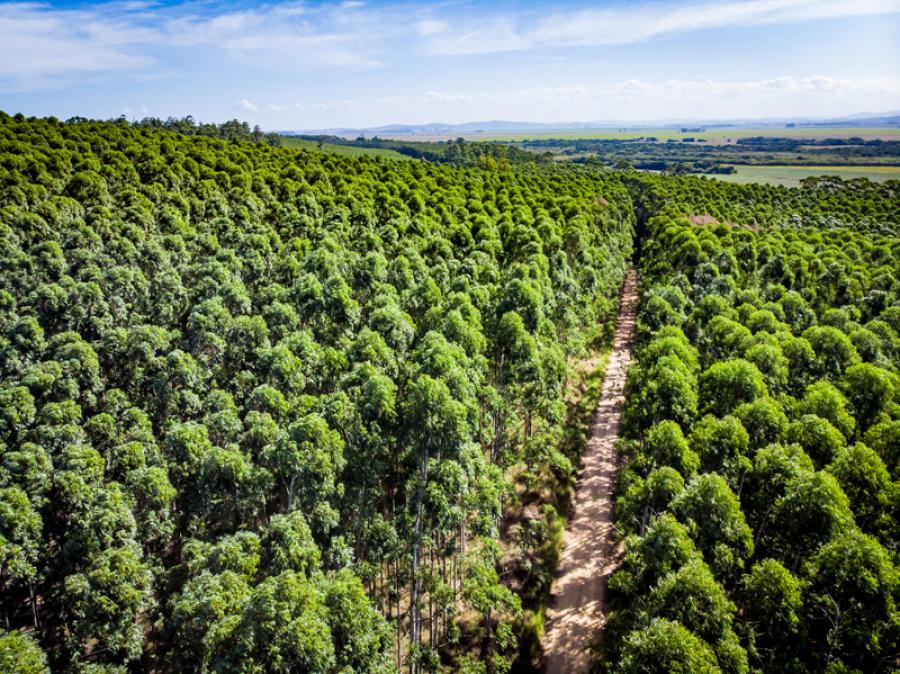 Funai mantém entendimento favorável ao licenciamento ambiental do Projeto Natureza