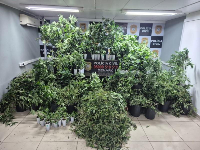 Polícia Civil apreende 88 pés de maconha e prende suspeito por tráfico em Porto Alegre