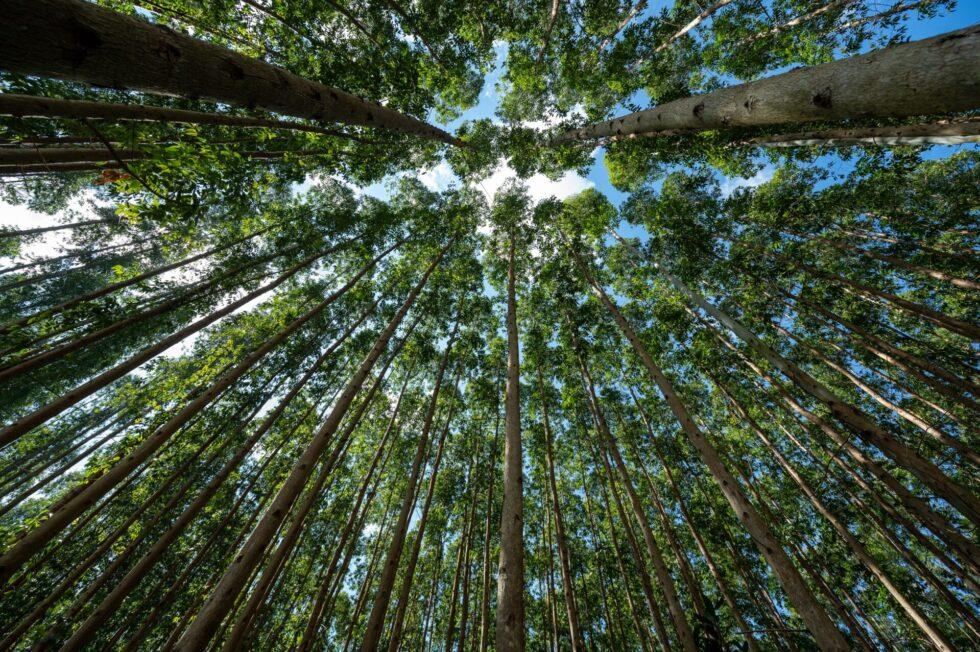 Relatório da CMPC aponta 425 mil hectares de áreas conservadas e remoção de 4,4 milhões de toneladas de CO₂