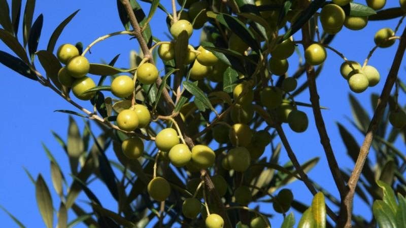Rio Grande do Sul registra maior produção de azeite de oliva da história e ultrapassa 1,17 milhão de litros