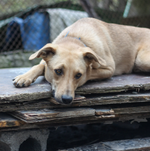 Câmara aprova suspensão da CNH para motorista que abandonar animais usando veículos