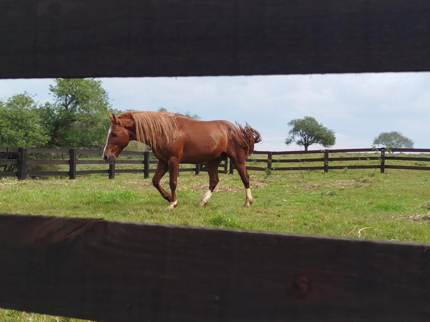 Cavalo Caramelo, símbolo das enchentes no RS, agora procura uma companheira