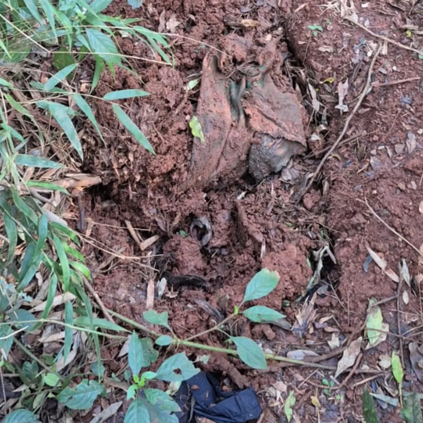 Ossada humana é encontrada às margens da BR-153 em Erechim