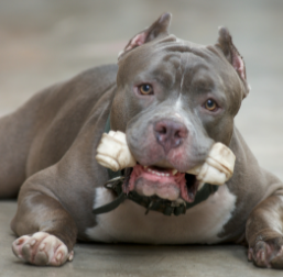 Projeto de lei prevê proibição da criação e venda de pitbulls em todo o Brasil