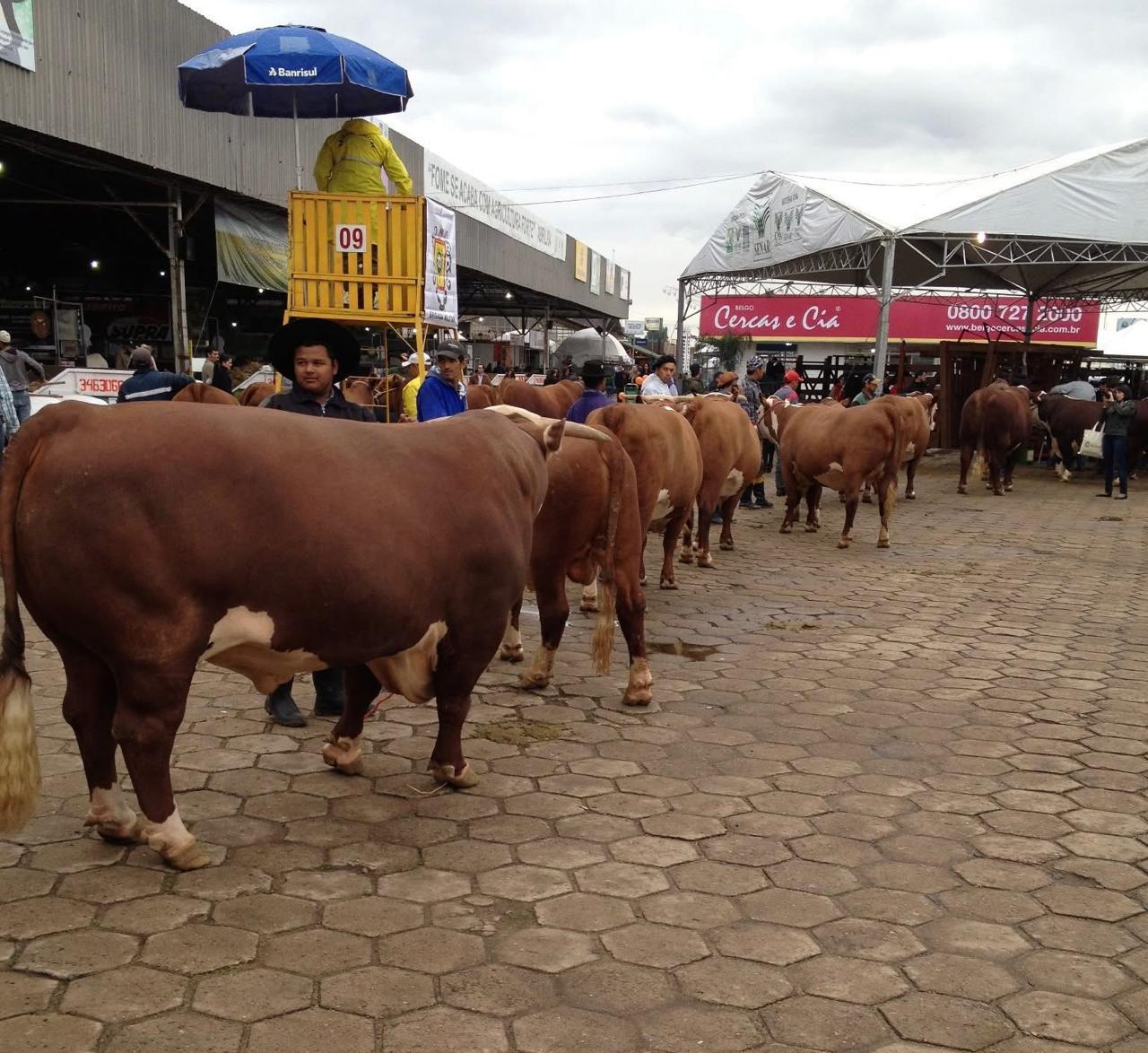 Recordes da Expointer dependem do trabalho rigoroso de veterinários e zootecnistas, destaca Conselho