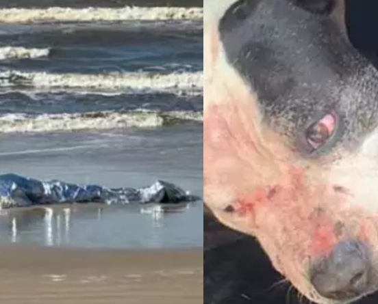 Homem m0rr3 após ser atacado por três pitbulls em praia do Litoral Norte do RS