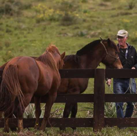 Namorada do cavalo Caramelo chega à Ulbra para reprodução do símbolo da enchente de 2024