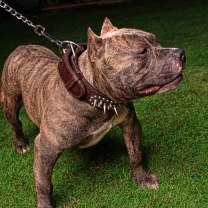 Pitbull invade pátio, ataca moradores e mata dois cães em Tramandaí