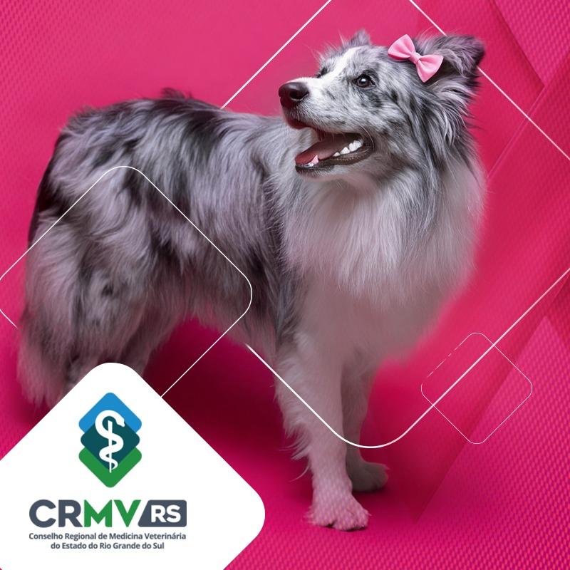 Outubro Rosa Pet: CRMV-RS alerta para sinais de câncer de mama em cães e gatos