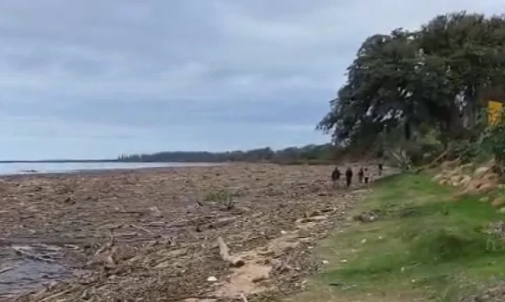 Acúmulo de troncos no Guaíba mantém travessia de catamarã entre Porto Alegre e Guaíba suspensa