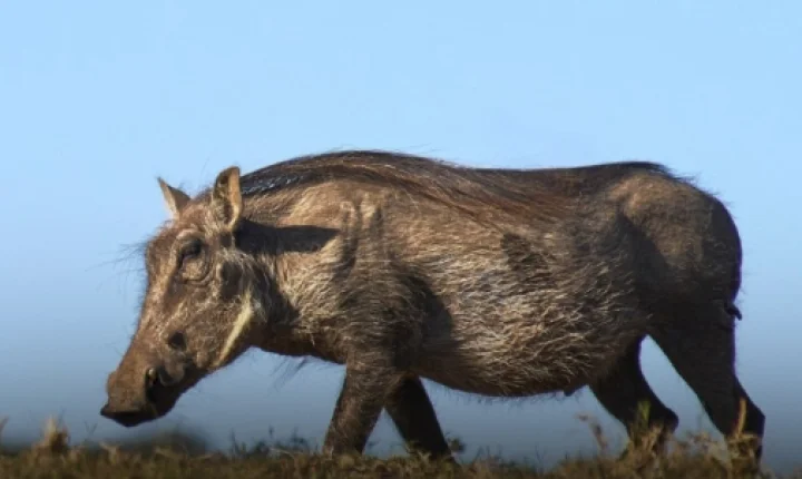 Avanço do javali atinge 90% das unidades de conservação e especialistas pedem reforço no controle