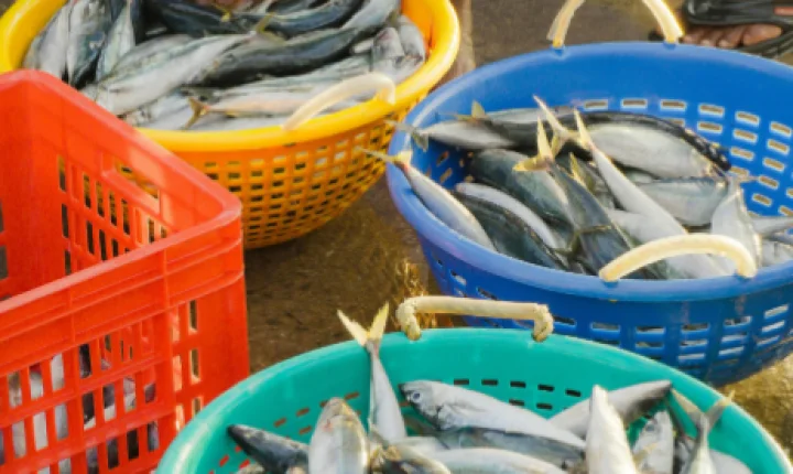 Barra do Ribeiro se destaca com ações na educação e sucesso da Feira do Peixe Vivo em abril