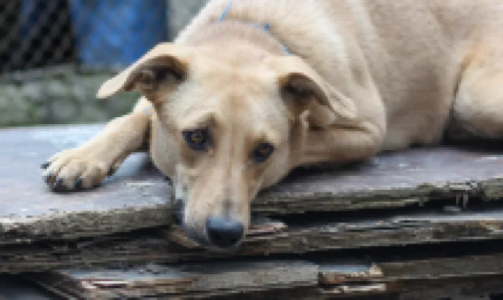 Câmara aprova suspensão da CNH para motorista que abandonar animais usando veículos