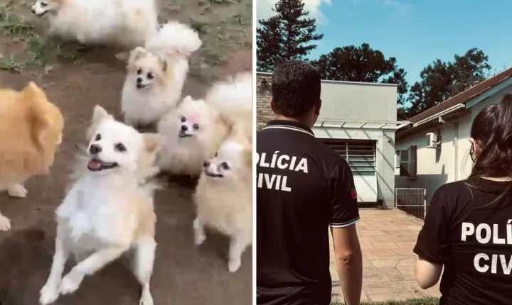 Canil com cerca de 220 animais é interditado em Dois Irmãos e duas pessoas são presas em flagrante
