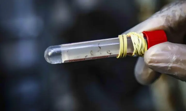 Casos de dengue no Rio Grande do Sul caem mais de 97% em 2026